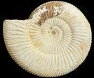 Perisphinctes Ammonite - Jurassic #68194-1